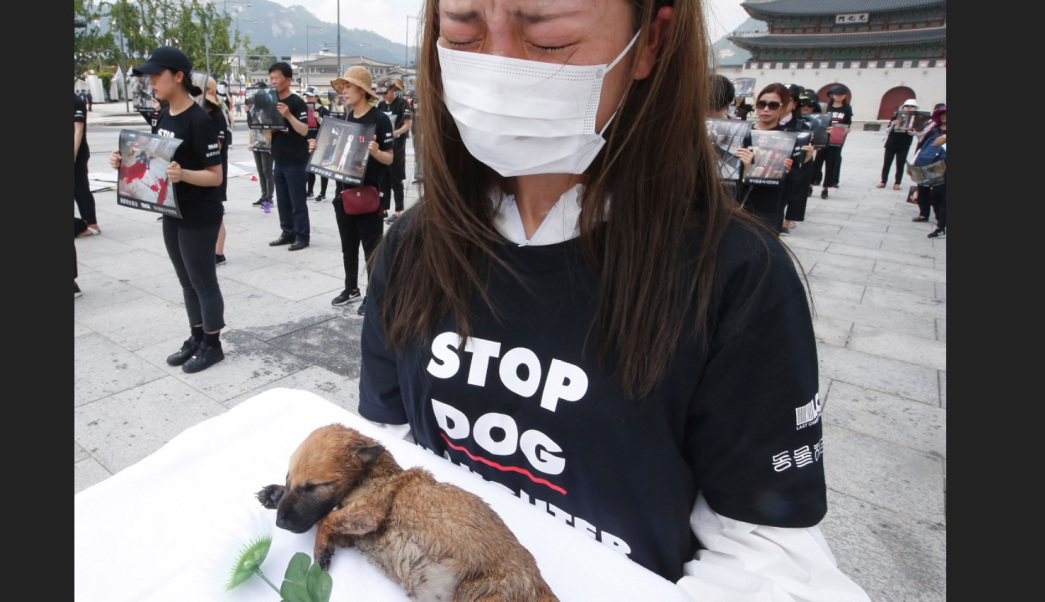 Animalistas piden que se prohíba el consumo de la carne de perro, en Seúl, Corea del Sur (Fotografía: EFE)