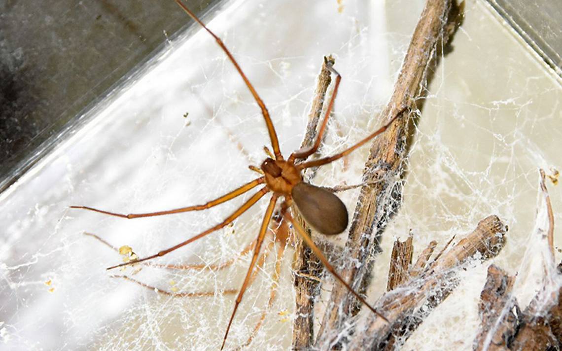 Araña violinista (Fotografía: El sol de México)